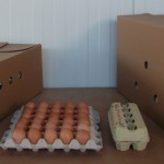 Auswahl Verpackungsmöglichkeiten Eier (1)